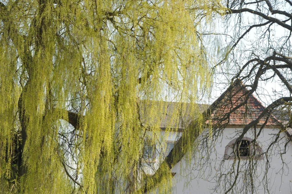 Zeiskamer Muehle Esterno foto